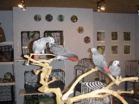  Kongo afrických šedá papoušci přip