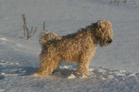 Irish Soft Coated Wheaten terrier
