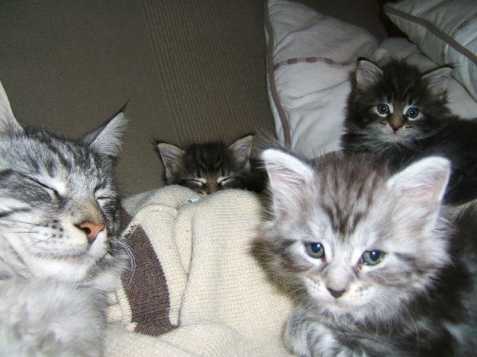 Čtyři krásné mainské mývalí koťata 
