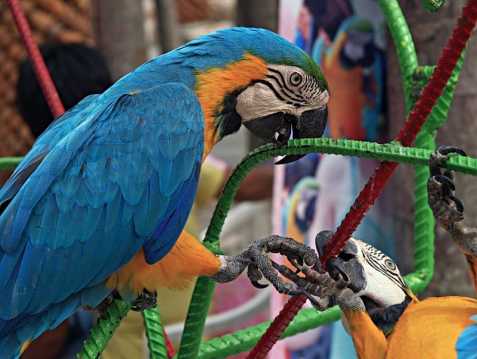 roztomilé a milé papoušek pro přije