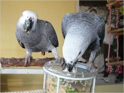 Africké  šedé papoušci k dispozici
