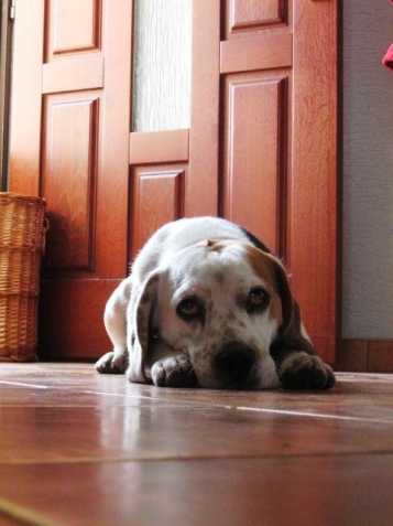 Krytí,Beagle