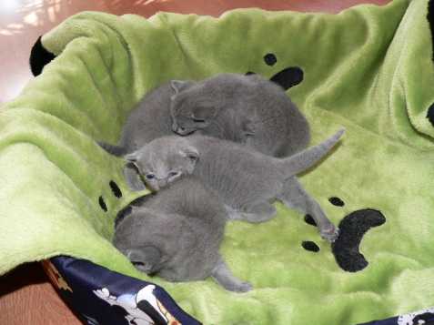 Koťata Ruské modré kočky s PP