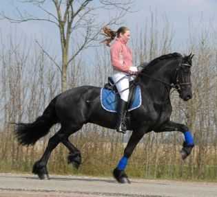 Krásný a roztomilý černý fríské kon