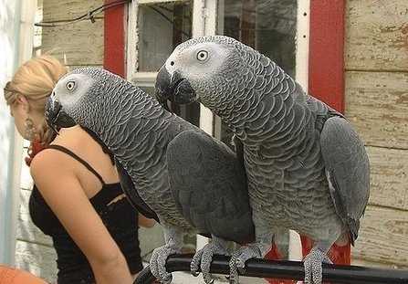 Africké šedé papoušci