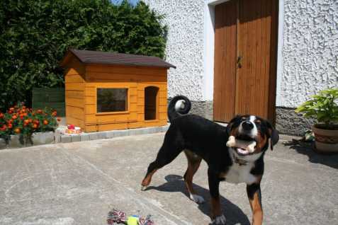   Appenzellský salašnický pes
