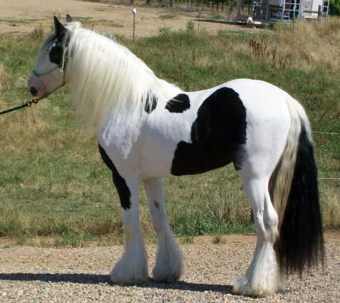 Gypsy Hřebec koně pro prodej