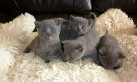 Luxusní britská modrá koťátka