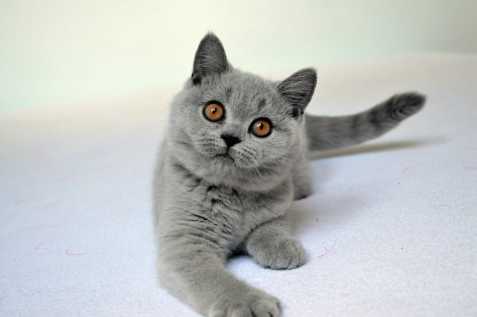 Britské modré koťátko-kočička s PP