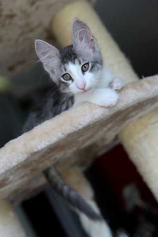 Turecká angora - koťátka k odběru