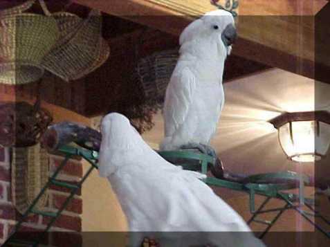 krásné Umbrella kakadu papoušci 