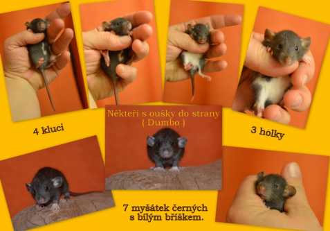 Potkan - daruji mláďátka