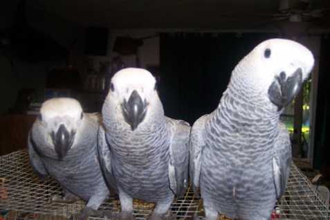 Pár papoušků šedých Kongo