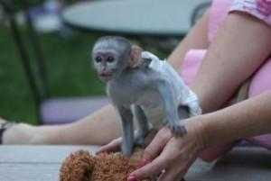 Kapucíni Opice Pro Prodej
