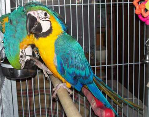 Ara Ararauna papoušek papoušci na p