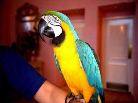 papoušek na prodej