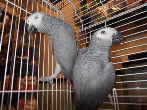 ruční krmení africké šedé papoušci 
