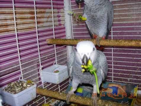 Rozkošný Africké šedé papoušci pro