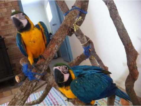  Krásné  Ara Ararauna papoušek  