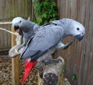 Dvě africké šedé papoušci pro přije