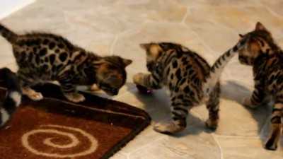 Dobře vyškoleni Bengálsko koťata