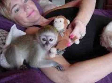 Prodám Rucná Zvýšený Capuchin Opice