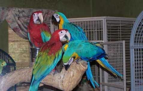 roztomilý papoušci k dispozici   
