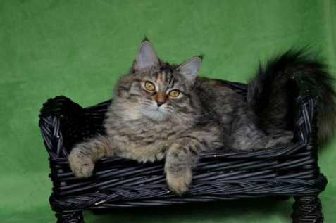Sibiřská a něvská koťátka s 
