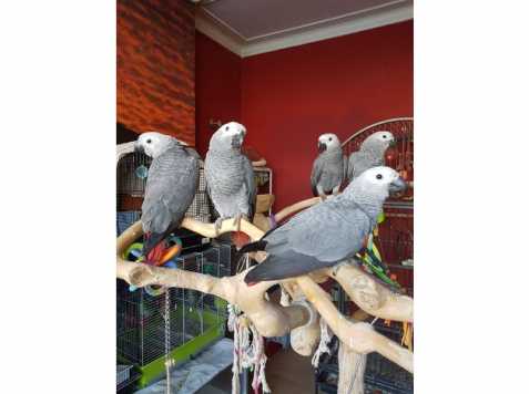 africký papoušek šedý k prodeji a k