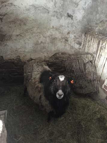 Beran ovce Romanovské 