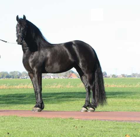 Frisianský kůň, krásná 4 letá kobyl