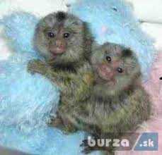 Capuchin opice na prodej