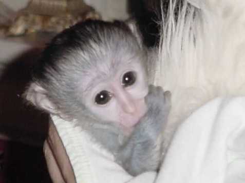 Očkované Kapucínský opice