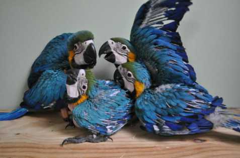 Macaw Parrot Babies for sale with C