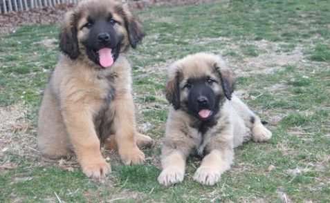 Leonberger Puppies Kc Registrováno