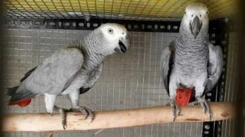 Mluvící africké šedé papoušky na pr