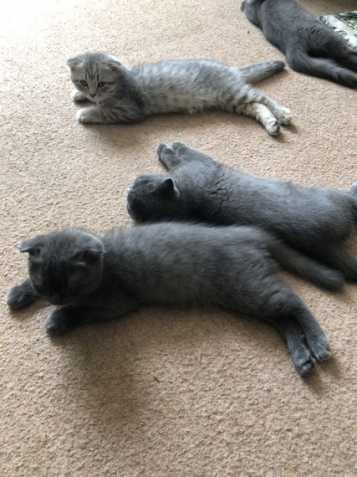 Skotský Fold Kittens Kitten