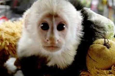 Baby kapucínské opice k adopci.