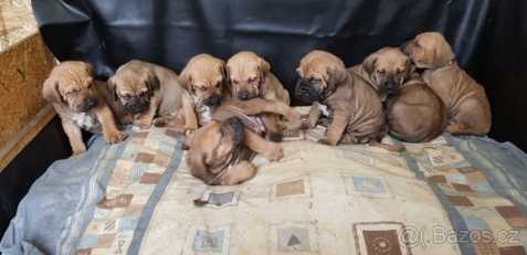 Brazilská fila štěně, prodám, na prodej
