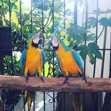 Modrý a zlatý papoušek papoušek