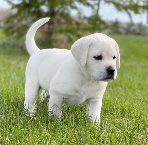 Bílé štěně labradora na prodej