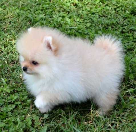 Pomeranian štěně na prodej