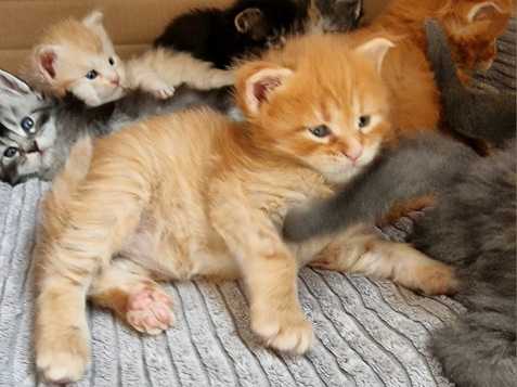 9 krásných mainských mývalích koťat